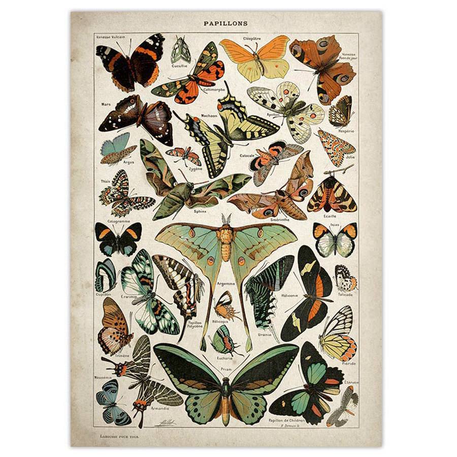 Butterfly Vintage Poster